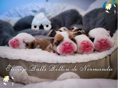 Bulls Rollon De Normandie - Bulldog Anglais - Portée née le 11/05/2022