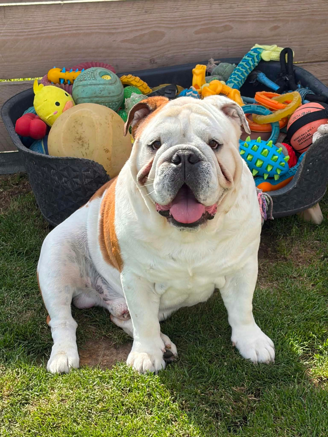 Tyson my forever Bulls Rollon De Normandie
