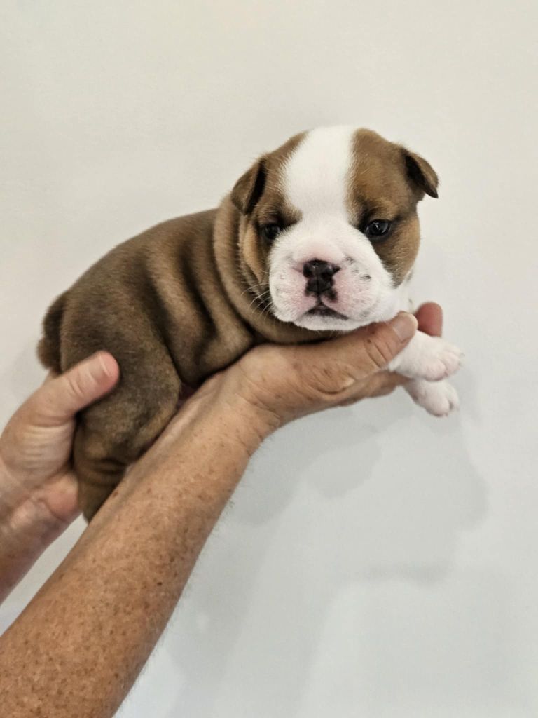 Bulls Rollon De Normandie - Chiots disponibles - Bulldog Anglais