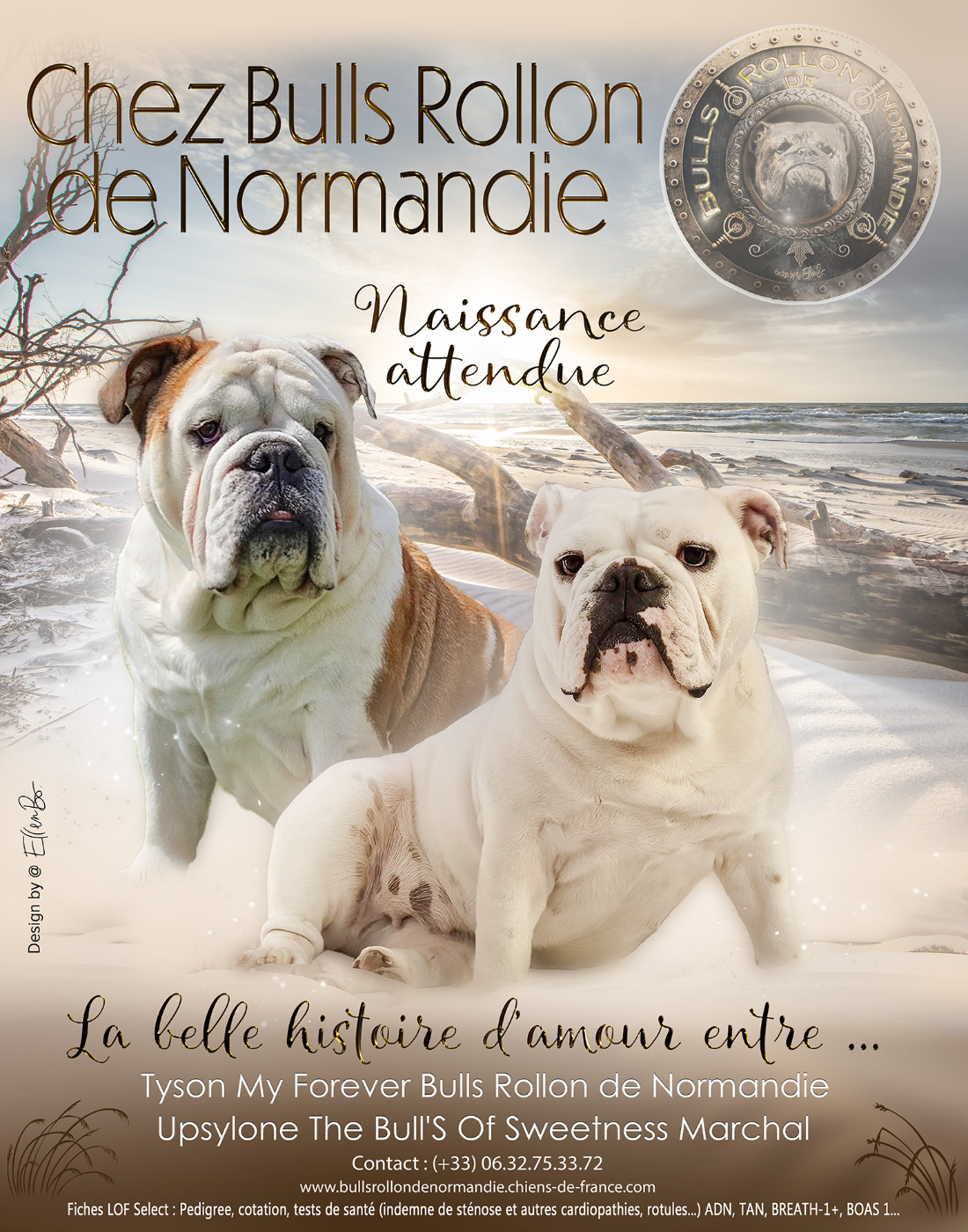 Chiot Bulldog Anglais Bulls Rollon De Normandie