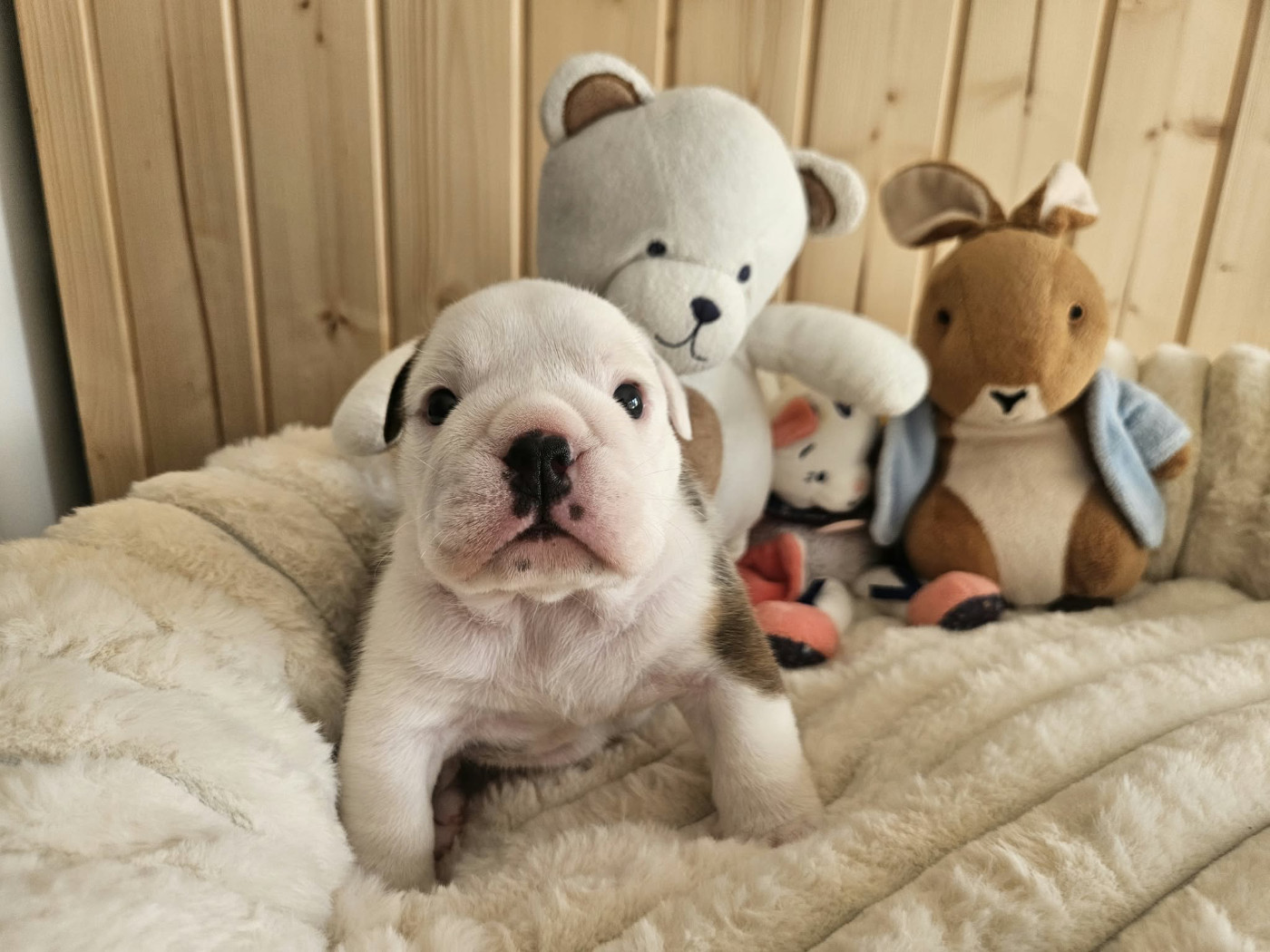 Bulls Rollon De Normandie - Chiots disponibles - Bulldog Anglais