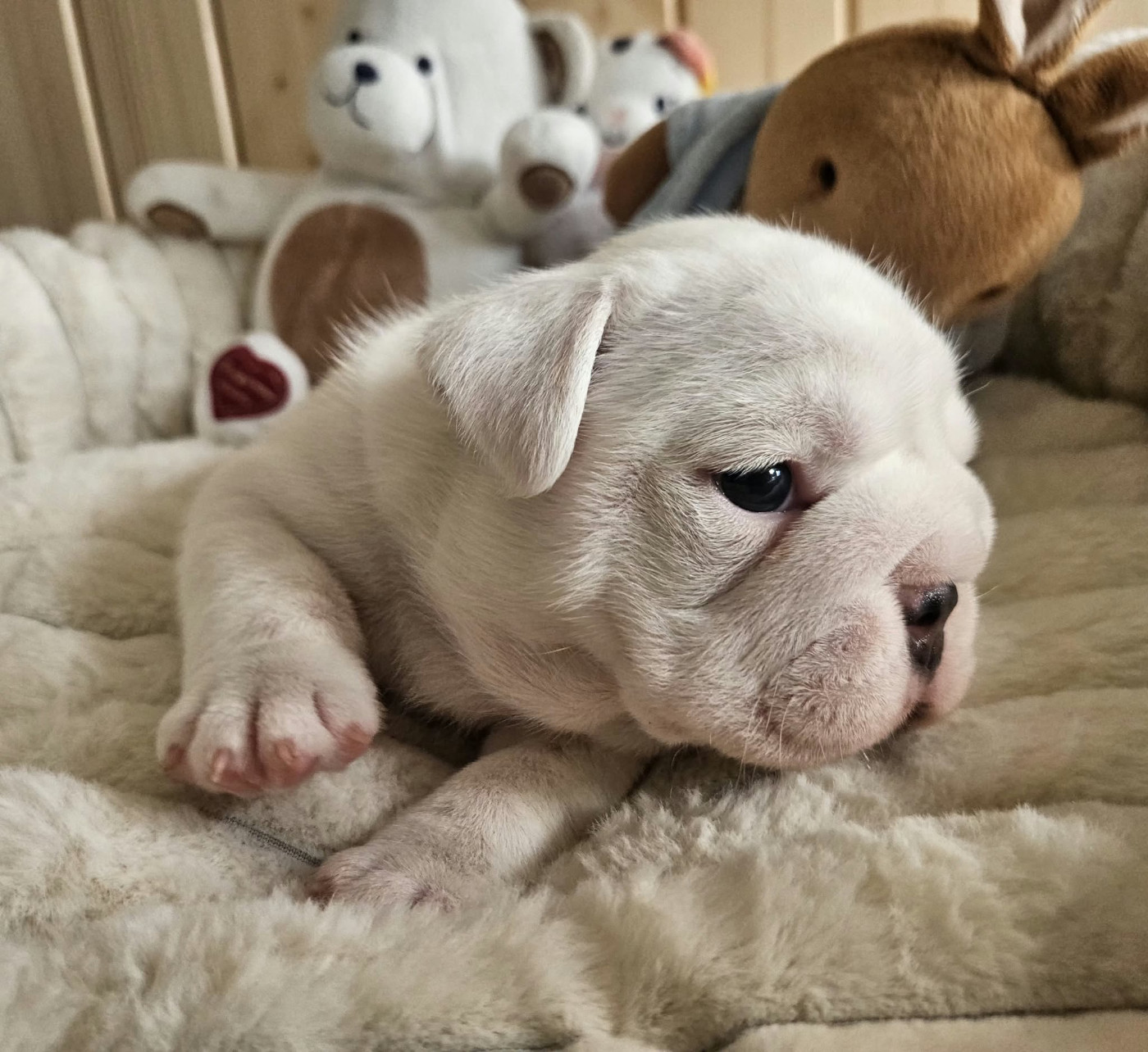 Bulls Rollon De Normandie - Chiots disponibles - Bulldog Anglais