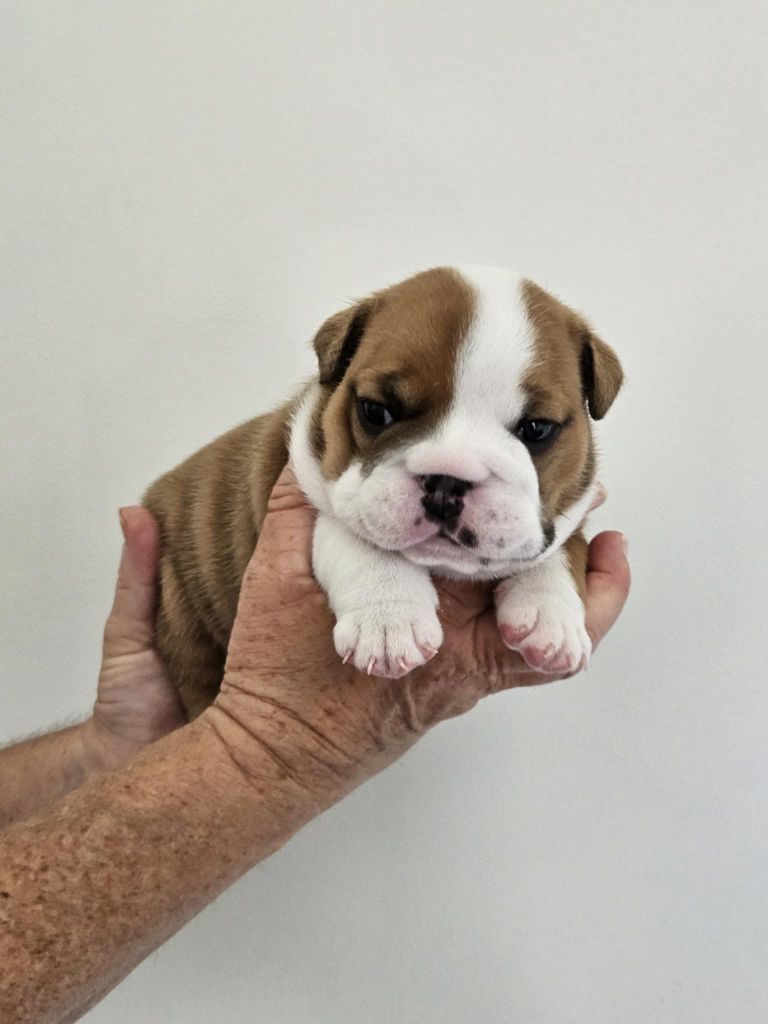 Bulls Rollon De Normandie - Chiots disponibles - Bulldog Anglais