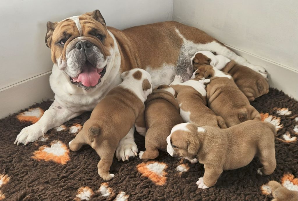 Chiot Bulldog Anglais Bulls Rollon De Normandie