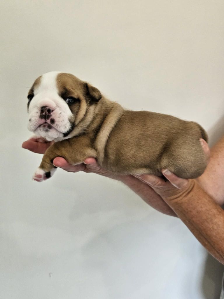 Bulls Rollon De Normandie - Chiots disponibles - Bulldog Anglais