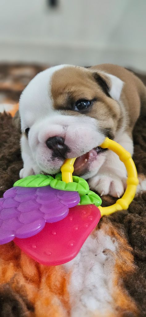 Bulls Rollon De Normandie - Chiots disponibles - Bulldog Anglais
