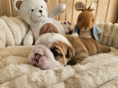 Balou