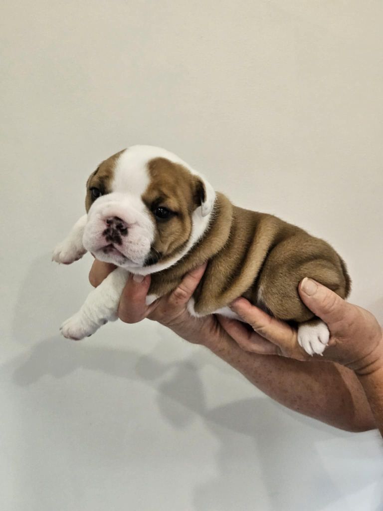 Bulls Rollon De Normandie - Chiots disponibles - Bulldog Anglais