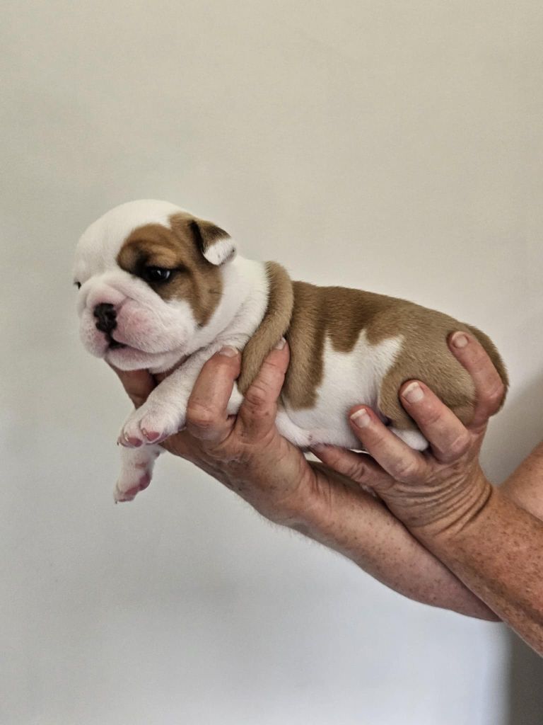 Bulls Rollon De Normandie - Chiots disponibles - Bulldog Anglais